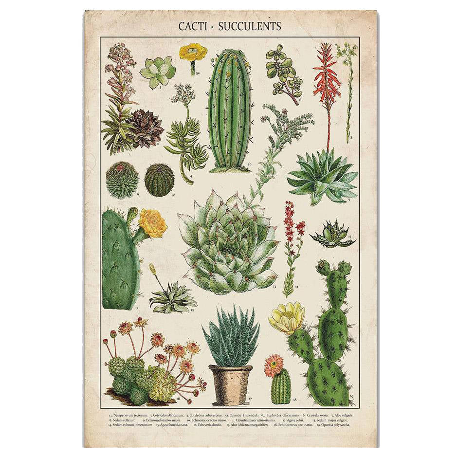 VILZSTUDIOS Cacti and succulents vintage art poster